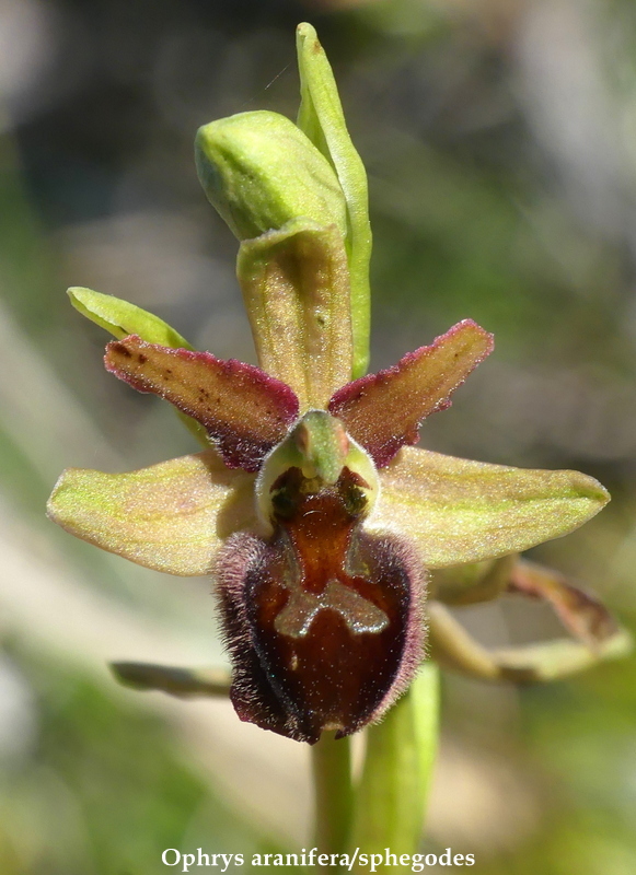 Monte Velino e Monti della Duchessa, le orchidee e la Natura  2024.